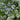 Brunnera macrophylla 'Sea Heart' - 2026
