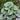 Brunnera macrophylla 'Silver Heart' - 2026