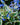 Brunnera macrophylla 'Variegata' - 2026