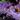 Buddleja Butterfly Candy 'Lila Sweatheart' 9cm/1L/2L/3L