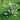 Buddleja Butterfly Candy 'Little White' 9cm/1L/3L