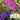 Buddleja Patio Tree - Mixed Colours 1m