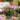 Buddleja Butterfly Candy 'Little Pink' 9cm/1L/2L/3L
