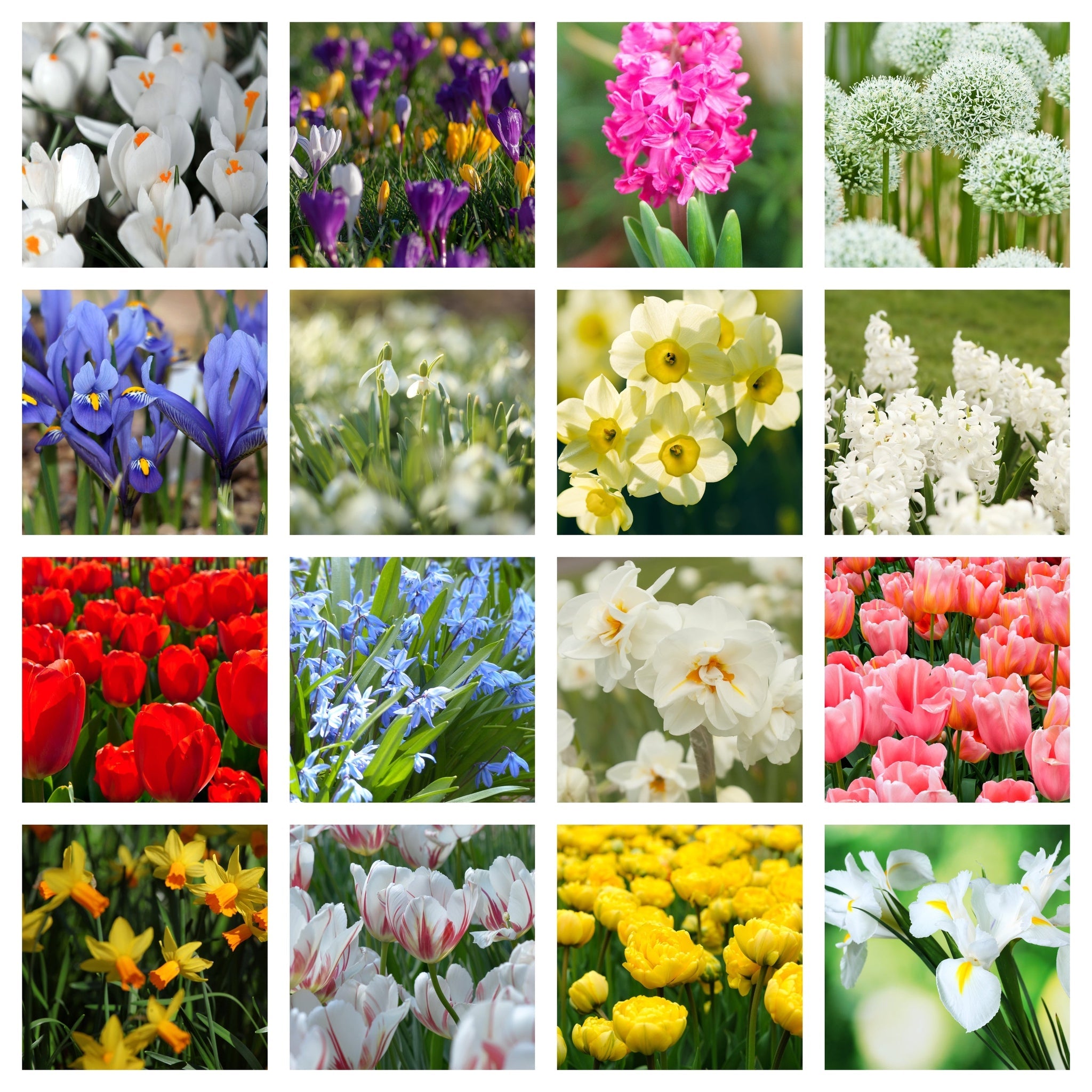Spring Bulb Packets 10 x Packets of Spring Flowering Bulbs – Lincspplants
