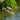 Butomus umbellatus (Flowering rush) - Marginal Pond Plants - MP011