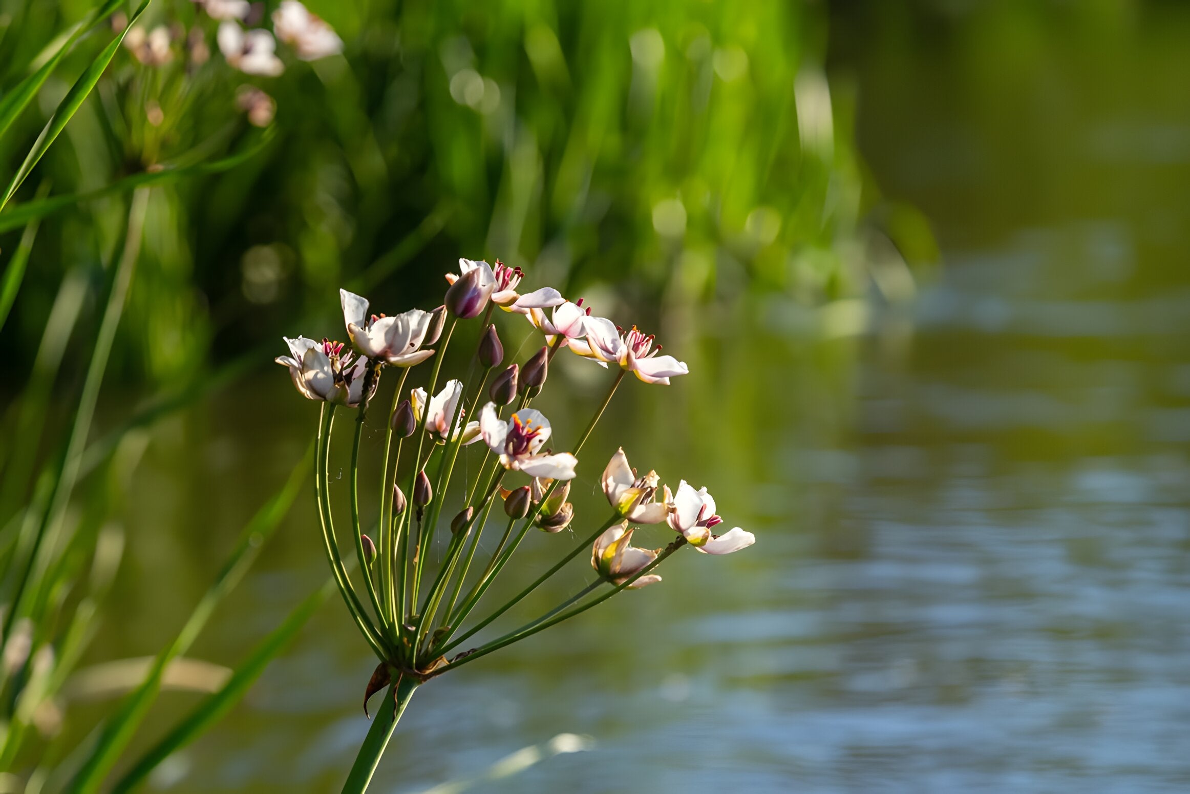 Water Reed Butimus Butomus umbellatus – Lincspplants