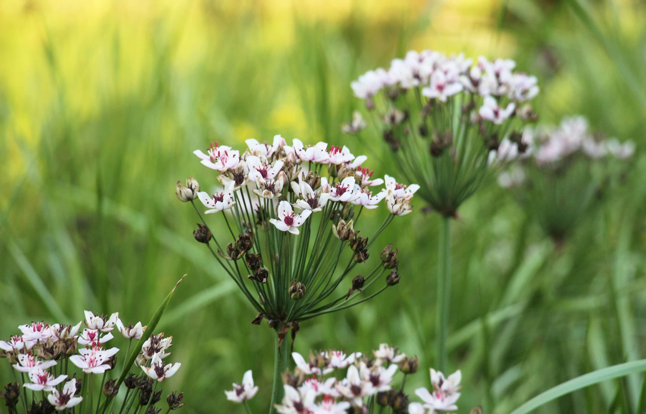 Water Reed Butimus Butomus umbellatus 'Schneeweißchen' - Marginal Pond Plants - MP012 ...