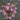 Butomus Umbellatus Live Water Plant Aquatic Pond Lake Marginal (Bargain) - MP011