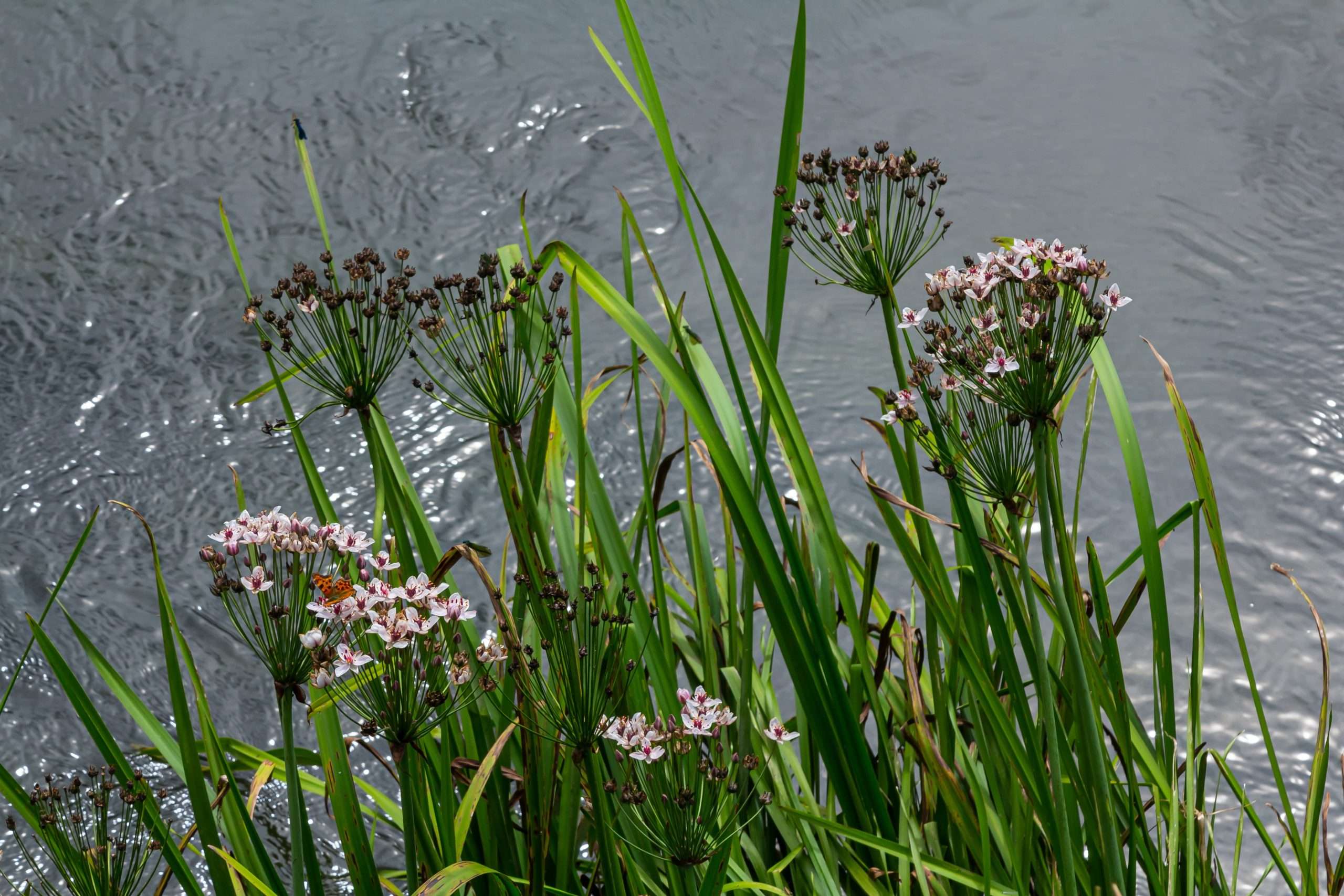 Water Reed Butimus Butomus umbellatus – Lincspplants