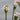 Butomus umbellatus 'Schneeweisschen', flowering rush, marginal pond plant