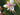 Butomus umbellatus 'Schneeweisschen', flowering rush, marginal pond plant