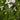 Butomus umbellatus 'Schneeweisschen', flowering rush, marginal pond plant