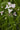 Butomus umbellatus 'Schneeweisschen', flowering rush, marginal pond plant