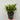 Ilex crenata Dark Green 9cm / 1L