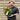 Echinacea 'Salmon' 2L