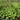 Calla palustris (Bog or Water arum) - Marginal Pond Plants - MP013