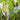 Calla palustris (Bog or Water arum) - Marginal Pond Plants - MP013