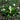 Caltha palustris (Leptosepala) - Marginal Pond Plants - MP016