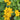 Caltha palustris polypetala (Giant king cup) - Marginal Pond Plants - MP018
