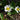 Caltha Palustris Alba