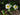 Caltha Palustris Alba