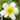 Caltha palustris alba, marsh marigold, marginal pond plant