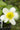 Caltha palustris alba, marsh marigold, marginal pond plant