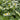 Caltha palustris alba, marsh marigold, marginal pond plant
