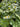 Caltha palustris alba, marsh marigold, marginal pond plant
