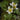 Caltha palustris alba, marsh marigold, marginal pond plant