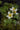 Caltha palustris alba, marsh marigold, marginal pond plant