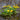 Caltha Palustris - Packs