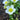 Caltha Palustris Alba - Packs