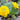 Caltha palustris plena, marsh marigold, marginal pond plant