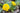 Caltha palustris plena, marsh marigold, marginal pond plant