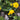 Caltha palustris plena, marsh marigold, marginal pond plant