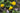 Caltha palustris plena, marsh marigold, marginal pond plant