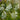 Camassia leichtlini 'Alba' (Common camas lily) - Bog Pond Plant - BP021