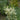 Camassia Leichtlini ‘ALBA’ - Marginal Pond Plant - BP021