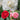 Camellia japonica 'Three Sisters' 90-100cm