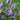 Campanula 'Purple Sensation' - 2026