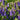 Campanula 'Sarastro' - 2026