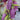 Campanula 'Wine and Rubies' - 2026