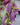 Campanula 'Wine and Rubies' - 2026