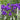 Campanula glomerata - 2026