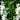 Campanula glomerata 'Alba' - 2026