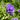 Campanula glomerata 'Superba' - 2026