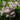 Campanula lactiflora 'Loddon Anna' - 2026