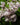 Campanula Lactiflora 'Loddon Anna'