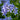 Campanula lactiflora 'Prichard's Variety' - 2026